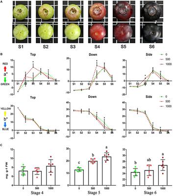 Transcriptome Analysis Revealed the Mechanism by Which Exogenous ABA Increases Anthocyanins in Blueberry Fruit During Veraison